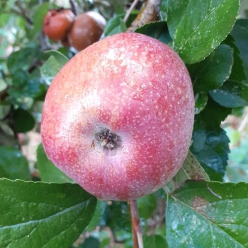 Appelboom  'Blankzoet'