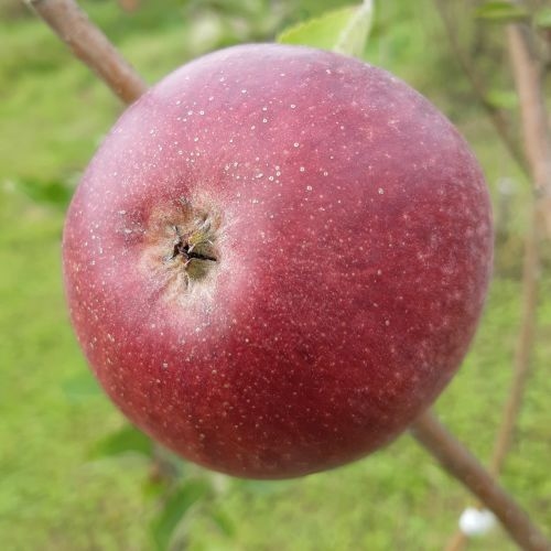 Apple  'Blankzoet'