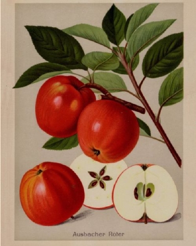 Appelboom  'Ausbacher Roter'