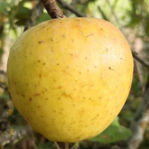 Apfelbaum  'Zoete Versteeg'