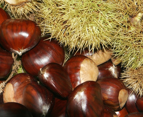 Chestnut 60/100 cm