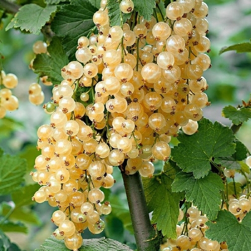 Grosseillier 'Werdavia'