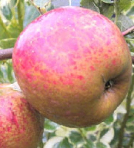 Appelboom  'Drap d'Or' (Goldzeug)