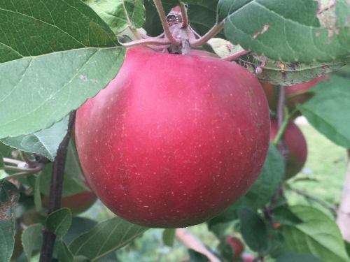 Apfelbaum  'Fameuse'