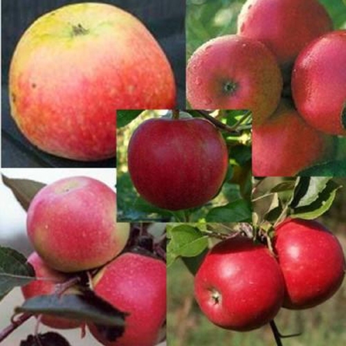 10  Appelbomen halfstam - buitenbeentjes/ 2e keus