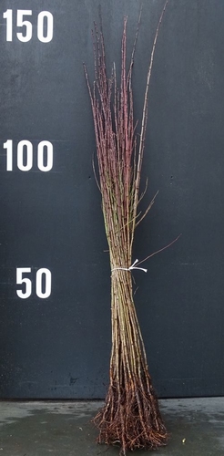 Prune rootstock 'Wangenheim' 8-12mm