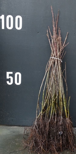 Chestnut rootstock