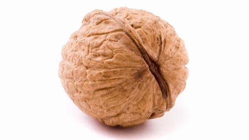 Walnoot  'Franquette'