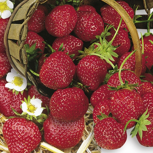 Strawberry 'Mara de Bois'  - Frigo Plants