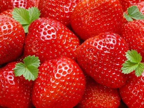 Fraisiers 'Ostara' Frigo Plantes