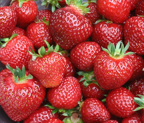 Fraisiers 'Senga Sengana' Frigo Plantes