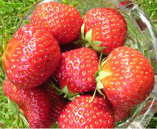 Fraisiers 'Vima Zanta' Frigo Plantes