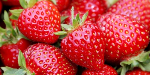Aardbeiplanten  'Lambada'  Gekoelde plugplanten