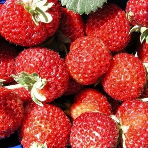 Aardbeiplanten  'Mieze Schindler'
