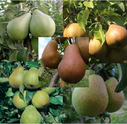 10  Perenbomen Laagstam - buitenbeentjes/ 2e keus