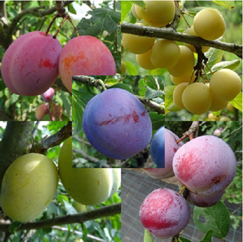 5  Pruimenbomen Laagstam - buitenbeentjes/ 2e keus