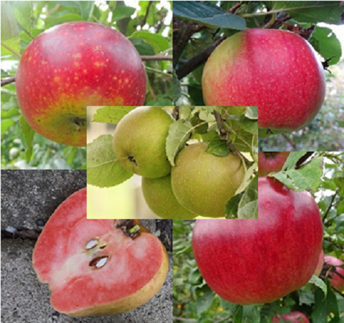 5  Appelbomen Spil 1-jr op Bittenfelder onderstam