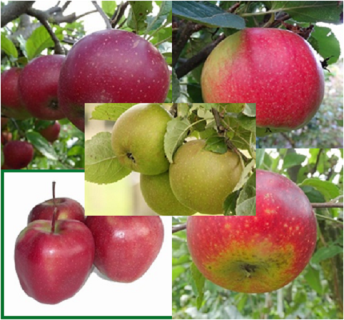 5  Appelbomen Spil 1-jr op B9 onderstam