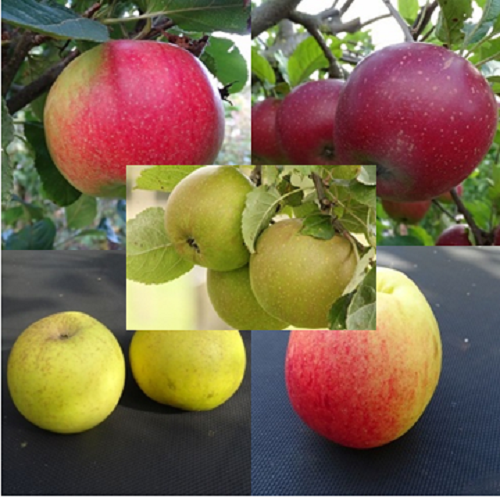 5  Appelbomen Spil 1-jr op MM106 onderstam