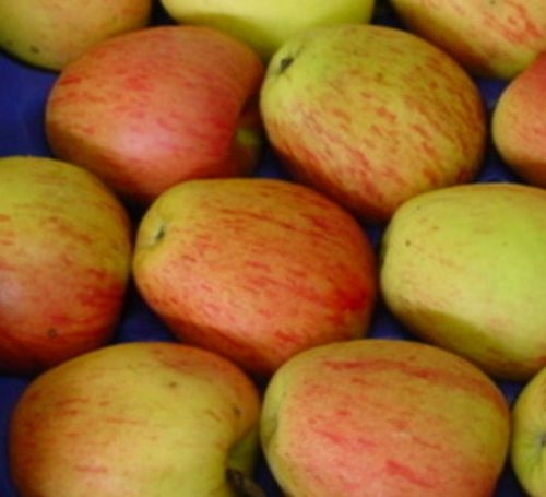 Apfelbaum  'Anna van Zieuwent'