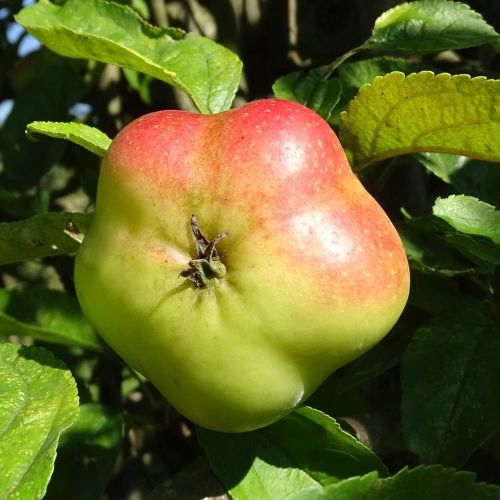 Apfelbaum  'Api Etoile'