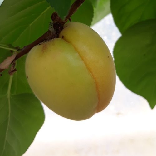 Aprikosenbaum  'Bergeron'