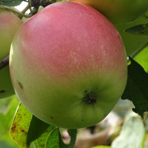 Appelboom  'IJzerappel'