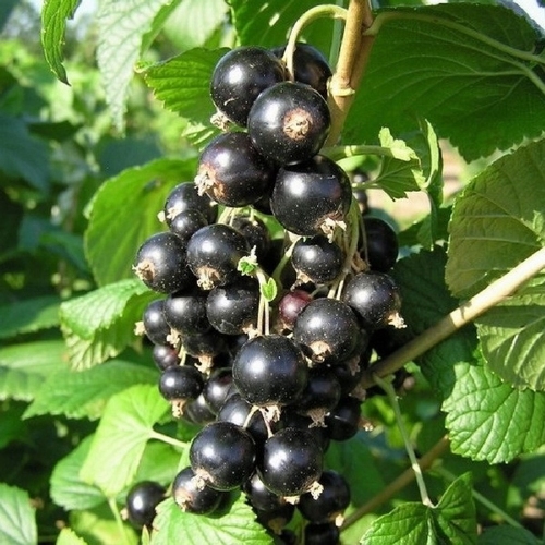 Johannisbeere  'Titania'