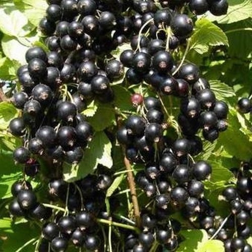 Johannisbeere  'Bona'