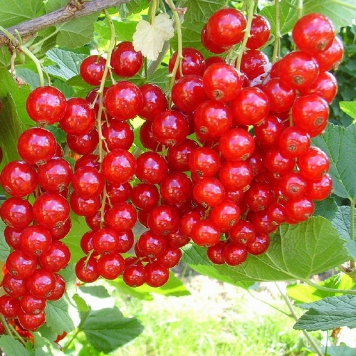 Johannisbeere  'Jonkheer van Tets'