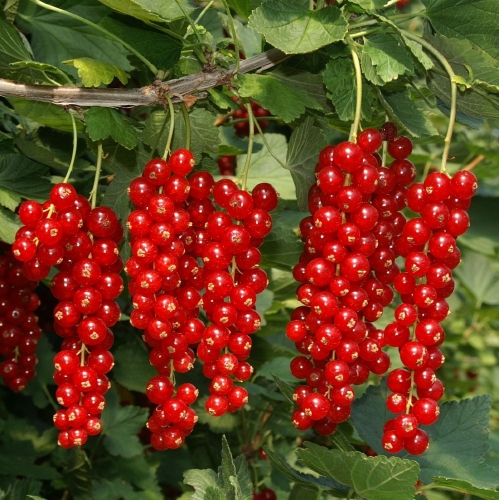 Red currant 'Rovada'