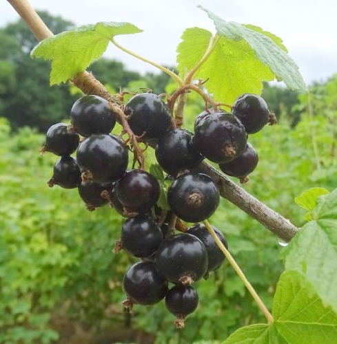 Black currant 'Josta'