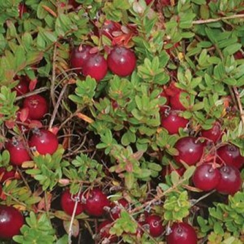 Cranberry 'Early Black'
