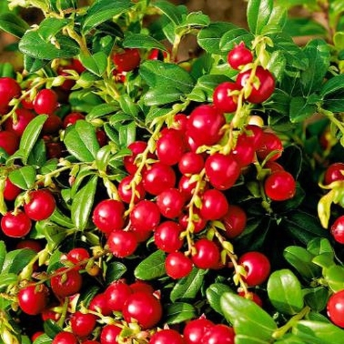 Lingonberry 'Red Pearl'