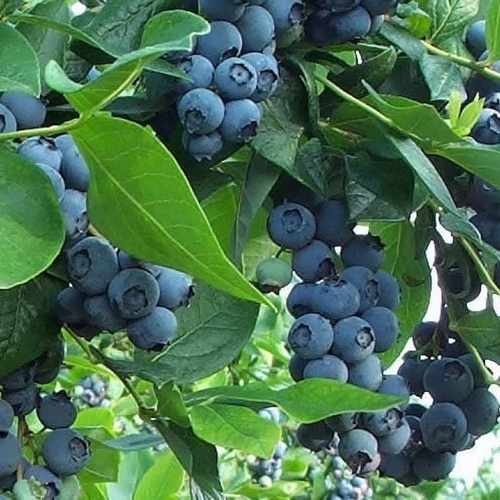 Myrtillier 'Northland'