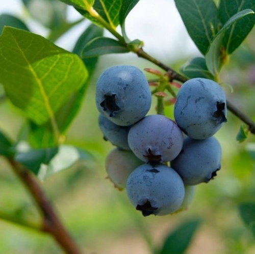 Blueberry 'Brigitta Blue'