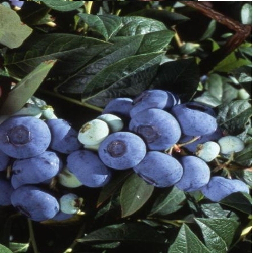 Blueberry 'Goldtraube 71'