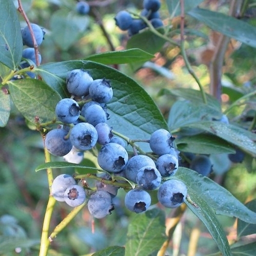 Hesje Opgetild generatie Bosbes Sunshine Blue, Struik Kopen