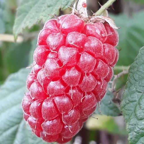 Blackberry 'Loganberry'