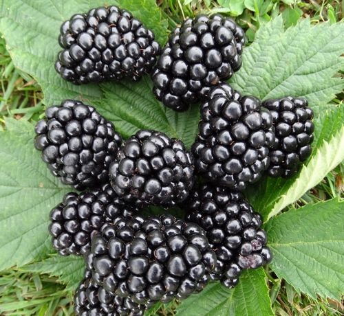 Blackberry 'Thornfree'