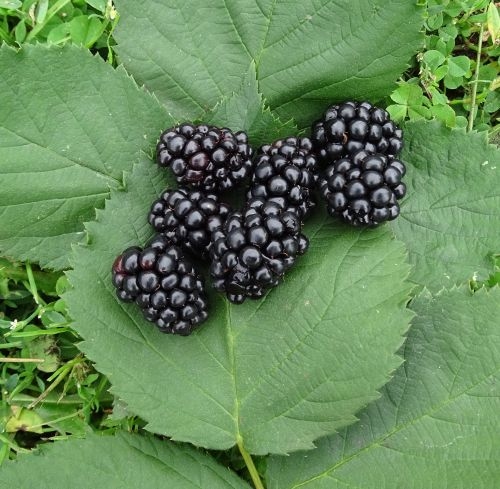 Blackberry 'Black Satin'