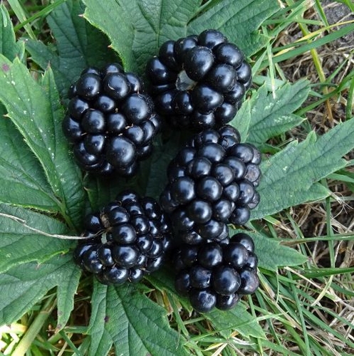 Blackberry 'Thorless Evergreen'