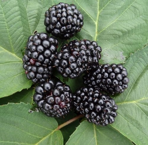 Blackberry 'Chester Thornless'