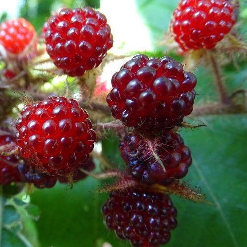 Brombeere  'Weinbeere'