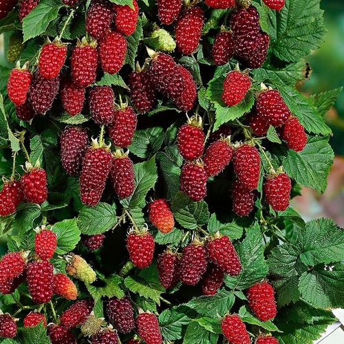 Blackberry 'Tayberry'