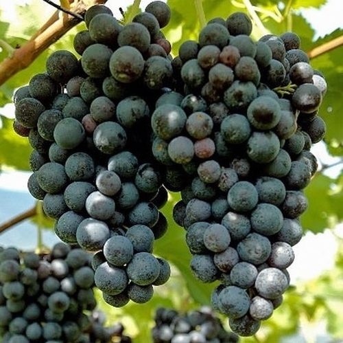 Weintraube  'Regent'
