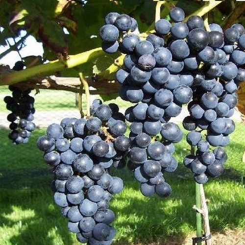 Weintraube  'Boskoop Glory'
