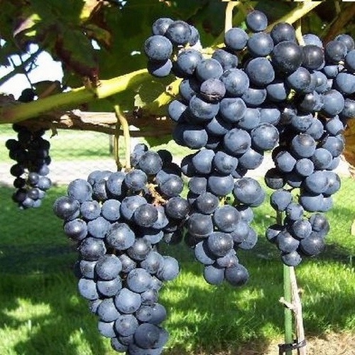 Grape Vines 'Boskoop Glory'