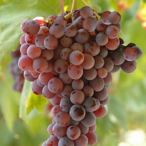 Weintraube  'Vanessa'
