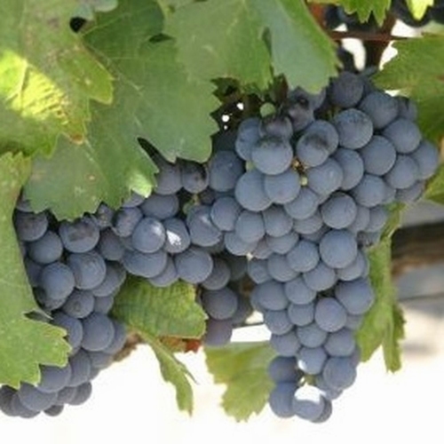 Grape Vines Nero